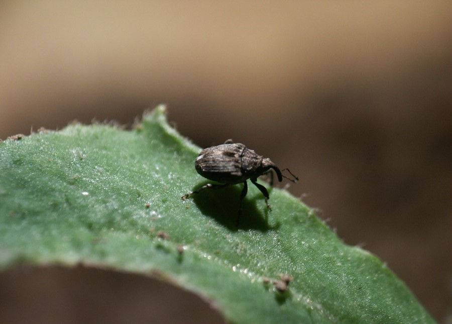 Dospělec krytonosce kořenového